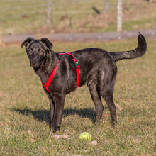 Laden Sie das Bild in den Galerie-Viewer, Gut Aiderbichl Hundegeschirr