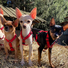 Laden Sie das Bild in den Galerie-Viewer, Gut Aiderbichl Hundegeschirr